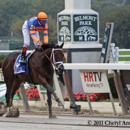 Belmont Horse Death Streak Continues, Probe Is Ongoing